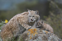 Bobcat Mother with its kitten, Montana, USA by Danita Delimont