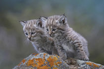 Bobcat kittens looking curiously over some rocks, Montana, USA by Danita Delimont