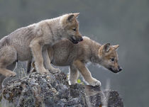 Curious Gray wolf pups, Montana by Danita Delimont