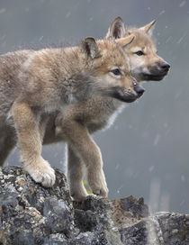 Gray wolf pups in snow, Montana by Danita Delimont