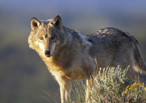 Gray wolf looks at the camera, Montana von Danita Delimont