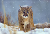 Mountain Lion, Montana, USA by Danita Delimont