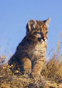Mountain Lion Kitten, Montana, USA by Danita Delimont