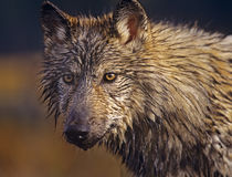 Gray Wolf headshot, Montana von Danita Delimont