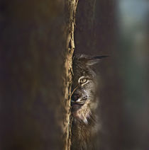 Canada Lynx, Montana, USA by Danita Delimont