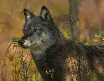Gray wolf in autumn, Montana by Danita Delimont