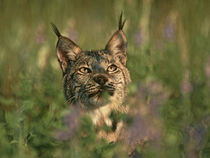 Bobcat hiding in the grass, Montana, USA by Danita Delimont