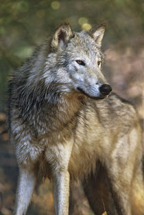 Portrait of a Gray wolf, Montana by Danita Delimont
