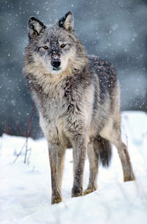 Gray wolf in falling snow, Montana von Danita Delimont