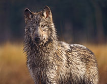 Gray wolf wet and covered in mud, Montana by Danita Delimont