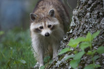 Raccoon looks at the camera, Montana, USA von Danita Delimont