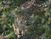 Canada Lynx hiding in the brush preparing to pounce, Montana, USA von Danita Delimont