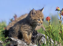 Curious Bobcat kittens, Montana, USA by Danita Delimont