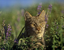 Close-up of a Bobcat in wildflowers, Montana, USA von Danita Delimont