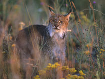 Canada lynx in tall grass, Montana, USA by Danita Delimont