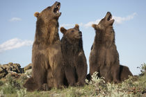Grizzly bear with cubs, Montana, USA von Danita Delimont