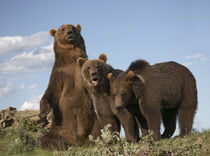Grizzly bear sitting with her cubs, Montana, USA by Danita Delimont