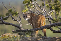 Bobcat on lookout, Montana, USA by Danita Delimont