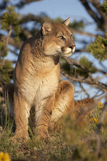 Mountain lion looking off into the distance, Montana, USA by Danita Delimont