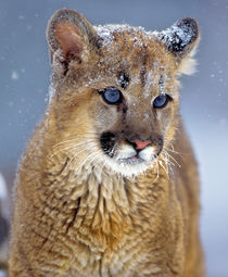 portrait of a Mountain Lion Kitten, Montana, USA by Danita Delimont