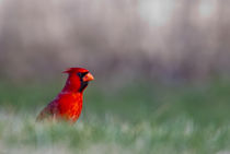Northern Cardinal in Loup County, Nebraska, USA by Danita Delimont