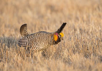 Greater Prairie Chicken displaying by Danita Delimont