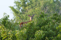 USA, Nebraska, White tail doe on hill in the trees. by Danita Delimont