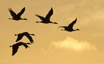 Sandhill cranes flying at dawn, Platte river, Nebraska by Danita Delimont