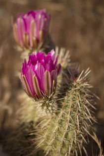 Hedgehog cactus in bloom, Red Rock Canyon National Conservat... von Danita Delimont