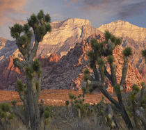 Joshua trees and Spring Mountains, Red Rock Canyon Conservat... von Danita Delimont