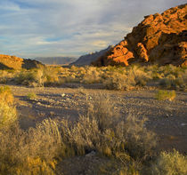 Valley floor in Valley of Fire State Park, Nevada, USA by Danita Delimont