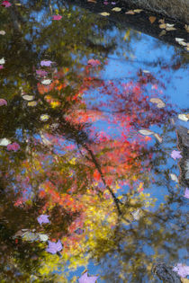 Fall leaves in Basin Cascade, New Hampshire von Danita Delimont