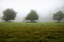 USA, New England New Hampshire Trees in fog von Danita Delimont