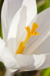 A white crocus in a garden in Portsmouth, New Hampshire. by Danita Delimont