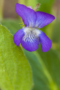 Common blue violet, Viola papilionacea, in a Durham, New Ham... by Danita Delimont