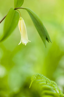 Sessile bellwort, Uvularia sessilifolia, a von Danita Delimont