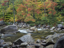 Autumn colors along Swift River, White Mountains National Fo... by Danita Delimont