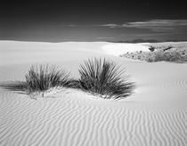USA, New Mexico, White Sands National Monument von Danita Delimont