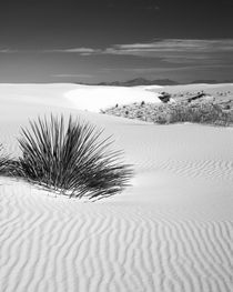 USA, New Mexico, White Sands National Monument von Danita Delimont
