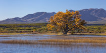 USA, New Mexico, Bosque del Apache National Wildlife Refuge by Danita Delimont