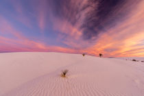 USA, New Mexico, White Sands National Monument by Danita Delimont