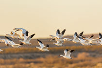 Snow and Ross's Geese flying out to feed at dawn by Danita Delimont
