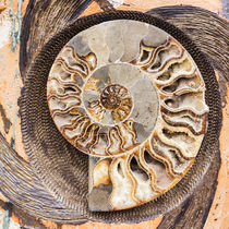 A fossilized shell cut in half by Danita Delimont