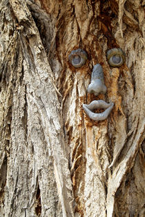 Funny face on a tree trunk, Gallup, New Mexico, USA. by Danita Delimont