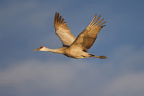 Sandhill Crane in flight, New Mexico by Danita Delimont