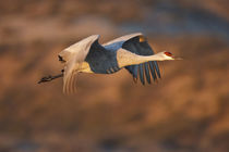 Sandhill Crane in flight, New Mexico by Danita Delimont