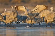 Sandhill Crane landing at roost, New Mexico by Danita Delimont