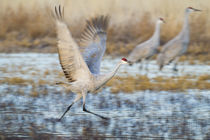 Sandhill Crane taking off from roost by Danita Delimont