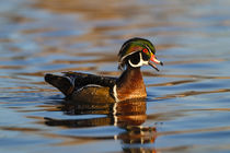 Wood Ducks male in pond by Danita Delimont