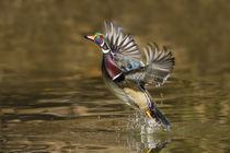 Wood Duck male takeoff from river von Danita Delimont
